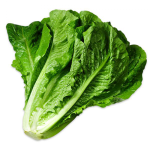 Green Romaine